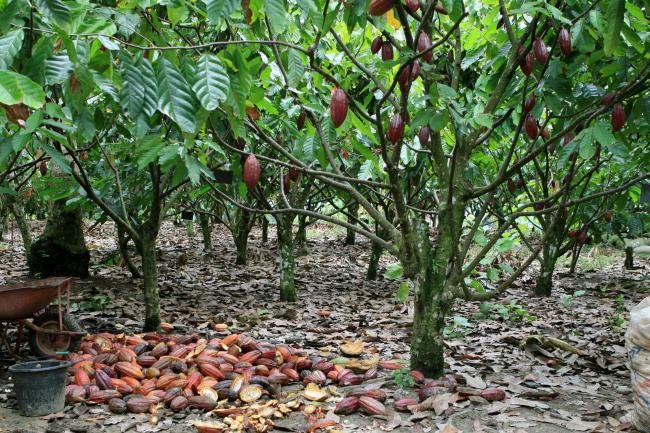 © Bloomberg. Cocoa trees in South Sulawesi, Indonesia. Photographer: Claire Leow/Bloomberg