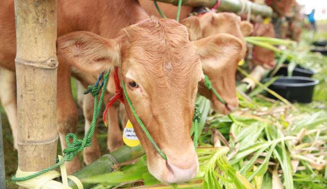 5 Ide Bisnis Jelang Iduladha Hmm Mesti Dicoba Oleh Warta Ekonomi