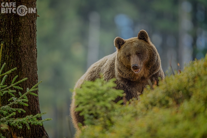 Nạn nhân của thị trường gấu: 5 altcoin đã “tuyệt chủng” trong năm nay