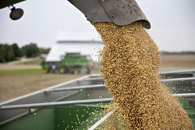 © Bloomberg. Soybeans are loaded into a grain cart during harvest in Wyanet, Illinois, U.S., on Tuesday, Sept. 18, 2018. With the trade war having a knock-on effect on agricultural commodity flows globally, the European Union has more than doubled its purchases of American beans in the season that began in July. Photographer: Daniel Acker/Bloomberg