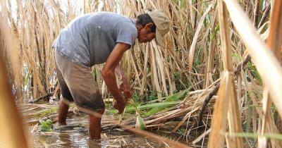 Nông dân ĐBSCL sống dở chết dở với cây mía vì đường lậu