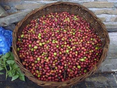 Giá nông sản hôm nay 23/3: Còn 50.000 đồng/kg, giá tiêu sẽ giảm tới mức nào, giá cà phê giảm nhẹ