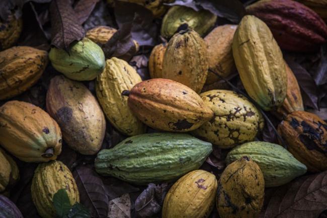 Cocoa Set for Bumpy Ride as Africa Premium Disrupts Futures