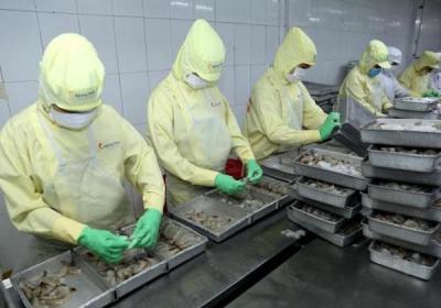 Cáo buộc tránh thuế bán phá giá của Minh Phú và “căng thẳng” ngành tôm