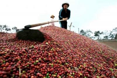 Giá cà phê hôm nay 18/10: Chuẩn bị vào mùa thu hoạch