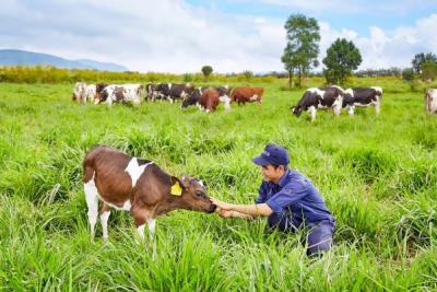 VNM đã là cổ đông của GTN trước khi chào mua