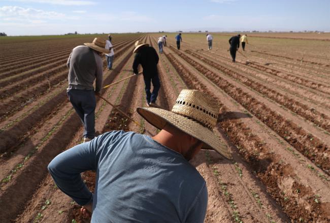 © Bloomberg. HOLTVILLE, CA - SEPTEMBER 27: Mexican farm workers hoe a cabbage field on September 27, 2016 Holtville, California. Thousands of Mexican seasonal workers legally cross over daily from Mexicali, Mexico to work the fields of Imperial Valley, California, which is some of the most productive farmland in the United States. (Photo by John Moore/Getty Images)