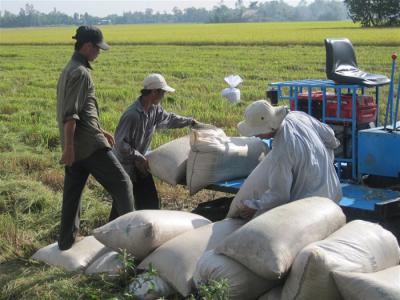 FAO dự báo năm 2017 Việt Nam đạt 43,5 triệu tấn lúa