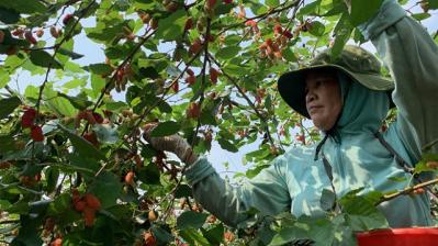 Mùa thu hoạch dâu, nông dân Hà Nội kiếm tiền triệu mỗi ngày