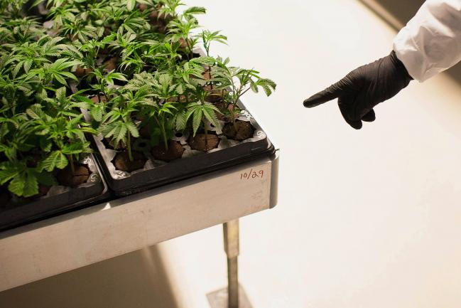 © Bloomberg. Cuttings from mother plants germinate in a grow room at the Tweed Inc. facility in Smith Falls, Ontario, Canada, on Nov. 11, 2015. Construction and marijuana companies are poised to benefit from the Liberal Party\\'s decisive win in Canada\\'s election, with leader Justin Trudeau vowing to fund infrastructure spending with deficits and legalize cannabis. Photographer: James MacDonald/Bloomberg