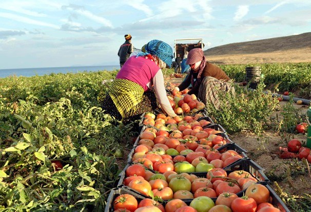 © EborsaHaber. Türk Organik Sektörü 2023 Yılında 2.5 Milyar Dolar İhracat Hedefliyor