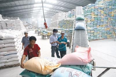 Nhiều thách thức cản bước hạt gạo Việt