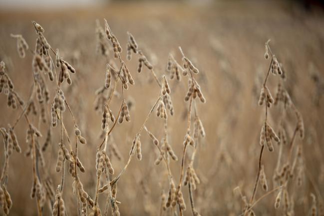 China Buys Brazilian Soybeans Before Trade Deal With U.S.