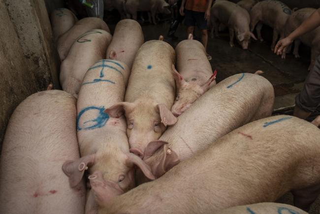 China Prepares to Buy More U.S. Pork as Trade Talks Revive