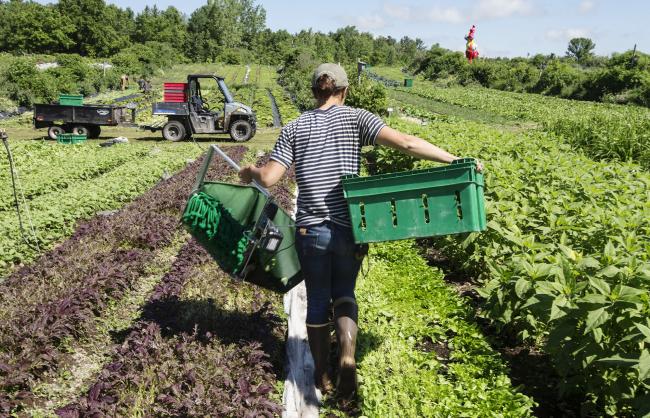 © Bloomberg. A worker carries a bin of mixed salad greens. Photographer: Christinne Muschi/Bloomberg