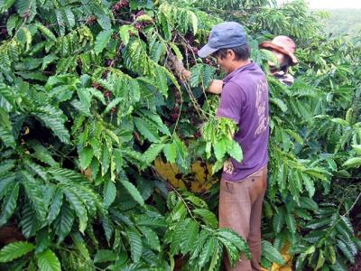 Tây Nguyên đón mùa cà phê buồn