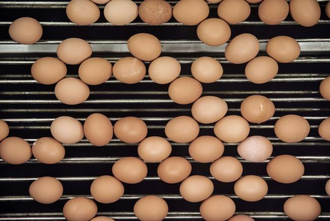 © Bloomberg. Eggs move along a conveyor at a Charoen Pokphand Group Co. (CP Group) egg processing facility in Beijing, China, on Thursday, Oct. 27, 2016. China's food safety concerns have forced many food processors to look for novel ways to highlight the wholesomeness of their products. Few have gone to such extremes as poultry powerhouse CP Group, which is deploying a flock of robots to convince customers its birds are healthy. Photographer: Qilai Shen/Bloomberg