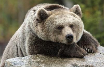 Phần lớn cổ phiếu toàn cầu đều rơi vào phạm vi thị trường con gấu