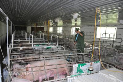 Giá heo hơi hôm nay 5/10: Giá lợn hơi tăng mạnh 186%, đã đến thời của các 