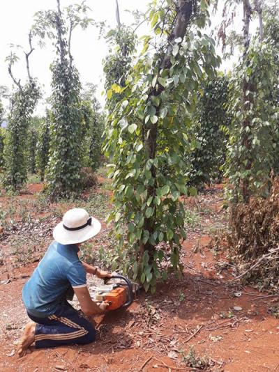 Giá tiêu giảm còn 54.000 đ/kg, nông dân dùng cả cưa máy chặt tiêu