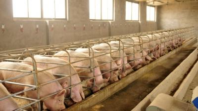 Giá heo hơi hôm nay 7/3: Nghịch lý lợn dư thừa, nhà máy sản xuất thức ăn lại vượt công suất