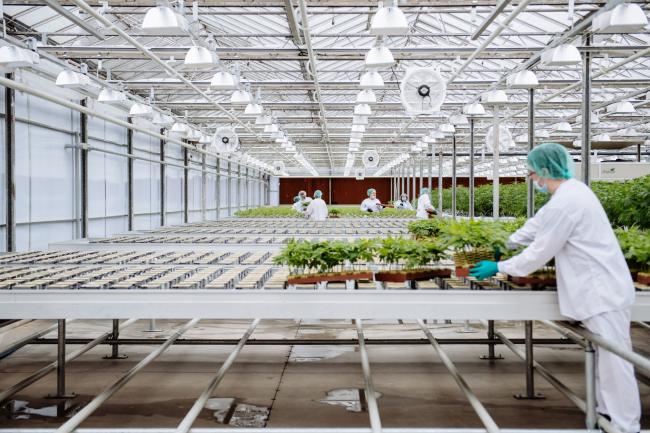 © Bloomberg. Grow technicians bring plants into the propagation and mothering room at the CannTrust Holdings Inc. cannabis production facility in Fenwick, Ontario, Canada, on Monday, Oct. 15, 2018. Canada, which has allowed medical marijuana for almost two decades, legalizes the drug for recreational use on Oct. 17, joining Uruguay as one of two countries without restrictions on pot and putting the country at the forefront of what could be a $150 billion-plus global market when others follow. 