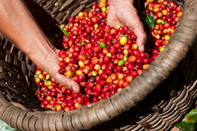 Giá nông sản 5/1: Giá cà phê vẫn tăng nhẹ, giá tiêu thấp nhất trong nhiều tháng