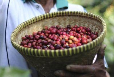 Giá nông sản hôm nay 8/2: Giá cà phê lại giảm 200 đồng/kg, giá tiêu đi ngang