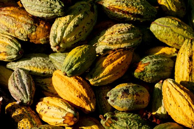 Top Cocoa Producers Set Minimum Price for Their Crops