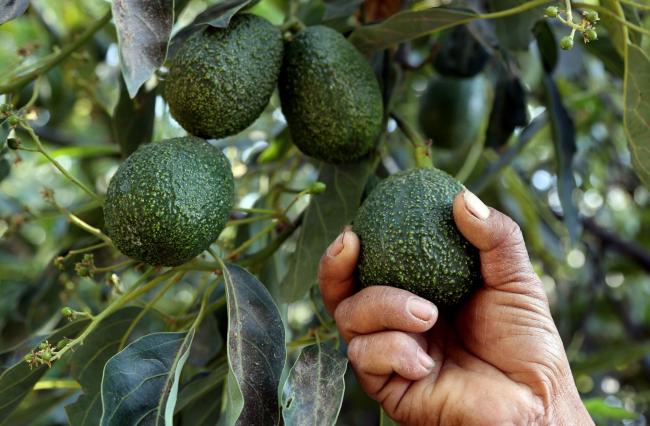 Super Bowl Plans Spur Record Avocado Imports by U.S. From Mexico