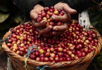 Giá nông sản hôm nay 20/3: Giá cà phê trên đà hồi phục, giá tiêu vẫn chưa có dấu hiệu ngừng giảm