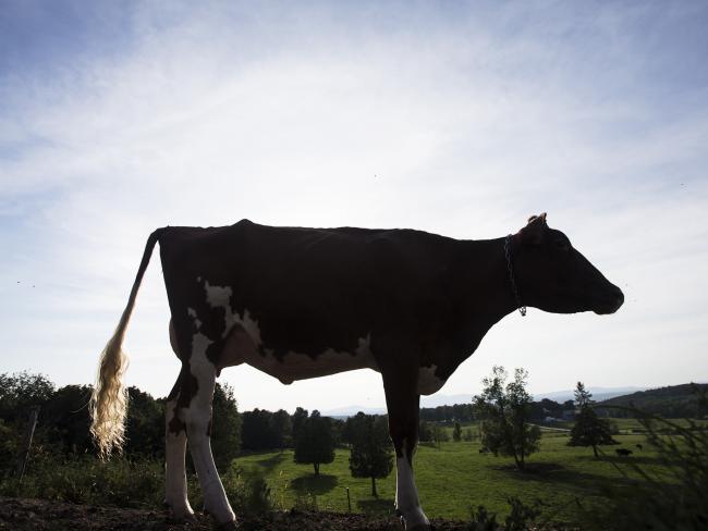 © Bloomberg. A cow stands at a dairy farm in North Hatley, Quebec. 
