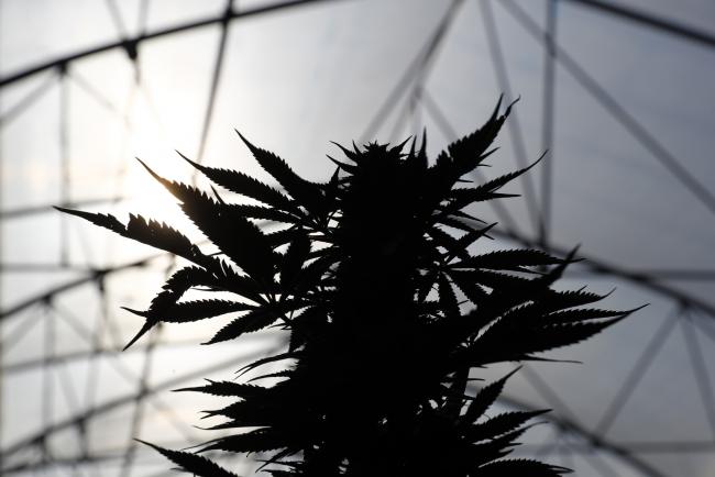 © Bloomberg. A cannabis plant grows at the KannaSwiss GmbH greenhouse facility near Kerzers, Switzerland, on Thursday, Oct. 19, 2017. KannaSwiss, a company founded in 2014, is already producing marijuana that meets Switzerland’s legal standard containing no more than 1% Tetrahydrocannabinol—known as THC, the psychoactive chemical that gets you high. Photographer: Stefan Wermuth/Bloomberg