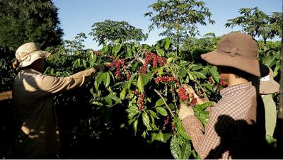 Cà phê Việt Nam: Làm sao đạt mục tiêu xuất khẩu 6 tỷ USD?