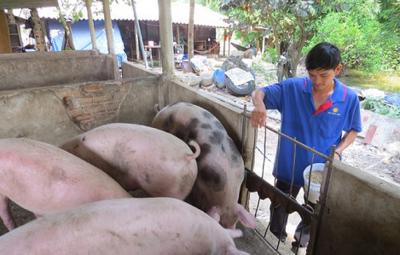 Giá heo hơi hôm nay 8/7: CP tăng giá tại trại, nông dân trống chuồng