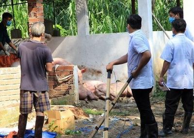 Dịch tả heo châu Phi tấn công, Bình Dương ra thông báo khẩn