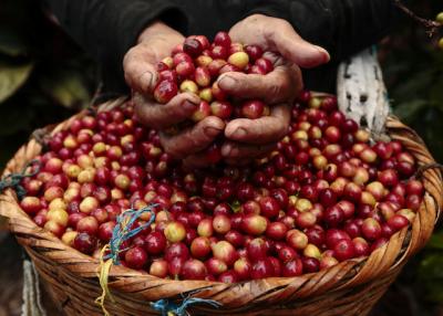 Giá nông sản hôm nay 4/8: Giá tiêu giảm giật mình, cà phê tăng mạnh