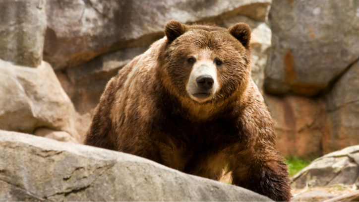 2 Stocks to Hold in a Bear Market