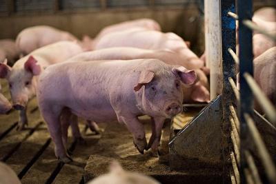 Giá heo hơi hôm nay 26/7: Thực hư giá lợn hơi tăng lên 57.000 đồng