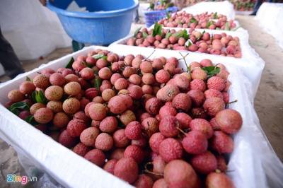 Xuất khẩu rau quả Việt tăng 'thần kỳ' nhưng 3/4 bán sang Trung Quốc