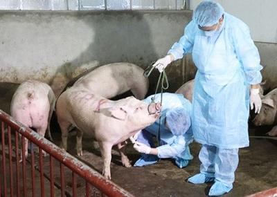 Các địa phương kêu thiếu tiền hỗ trợ tiêu huỷ lợn dịch tả châu Phi