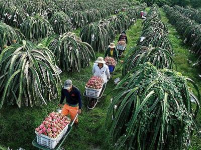 Thủ tướng nói về bài học thanh long rớt giá