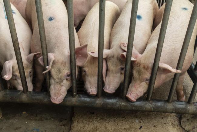 Deadly Virus Has Slashed China’s Pig Herd by Half, Rabobank Says