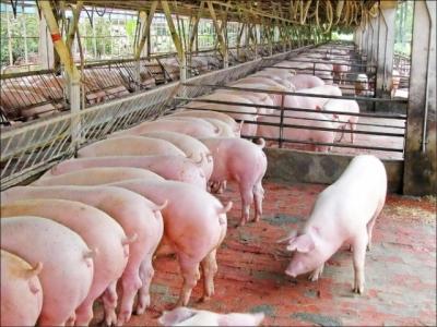 Giá heo hơi hôm nay 26/9: Giá lợn hơi hạ nhiệt, Mỹ tìm cửa xuất khẩu thịt vào Việt Nam