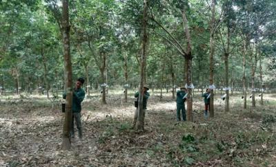 Campuchia đánh giá cao đóng góp của các công ty cao su Việt Nam