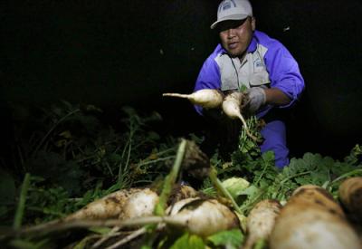 Cục Trồng trọt: Trước khi được 'giải cứu', người trồng củ cải đã lãi cao