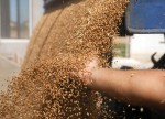 Novas estimativas do IBGE indicam safra ainda maior em 2017