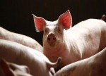 Double whammy: U.S. pork, fruit producers brace for second wave of Chinese tariffs