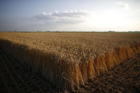 Цены на пшеницу из РФ на мировом рынке повышаются, но рост не будет бурным - эксперты