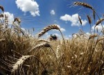 الحكومة العراقية سترسل نحو 13 ألف طن من القمح إلى لبنان